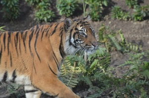 Melati-Female-Sumatran-Tiger-c-ZSL-London-Zoo